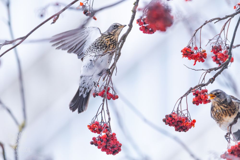 Дрозд-рябинник (Turdus pilaris). Зимняя акварель.