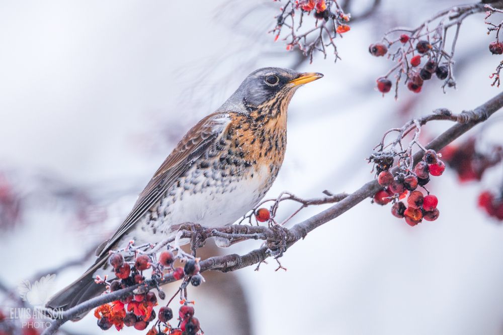 Дрозд-рябинник (Turdus pilaris). Зимняя акварель.