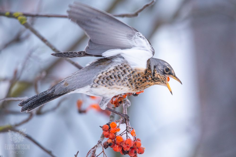 Дрозд-рябинник (Turdus pilaris). Зимняя акварель.