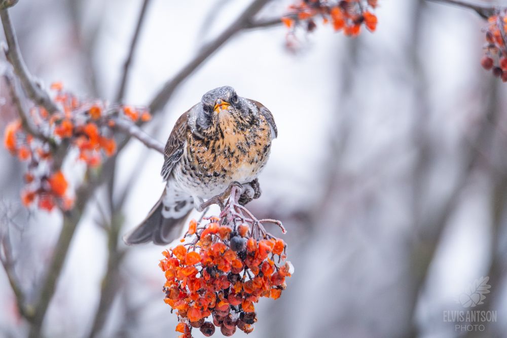 Дрозд-рябинник (Turdus pilaris). Зимняя акварель.