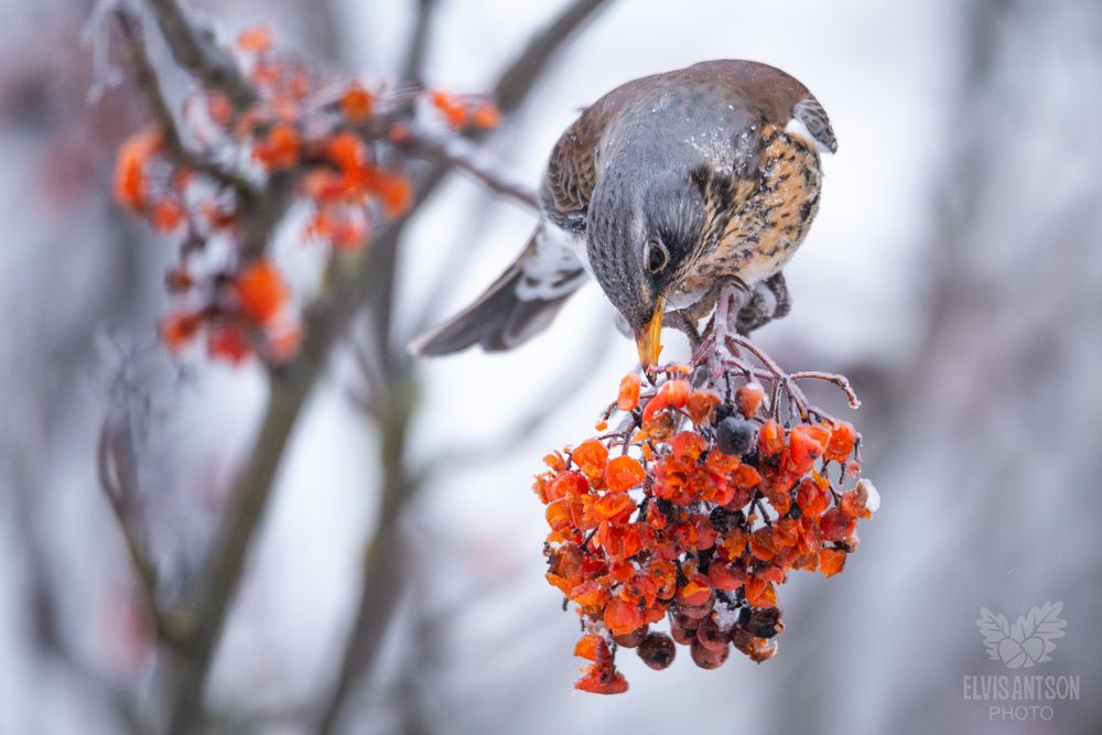 Дрозд-рябинник (Turdus pilaris). Зимняя акварель.