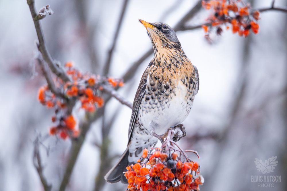 Дрозд-рябинник (Turdus pilaris). Зимняя акварель.