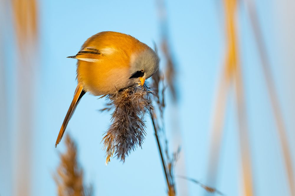 Усатая синица (Panurus biarmicus).