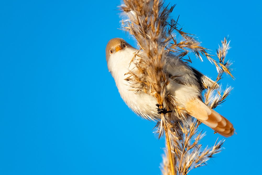 Усатая синица (Panurus biarmicus).