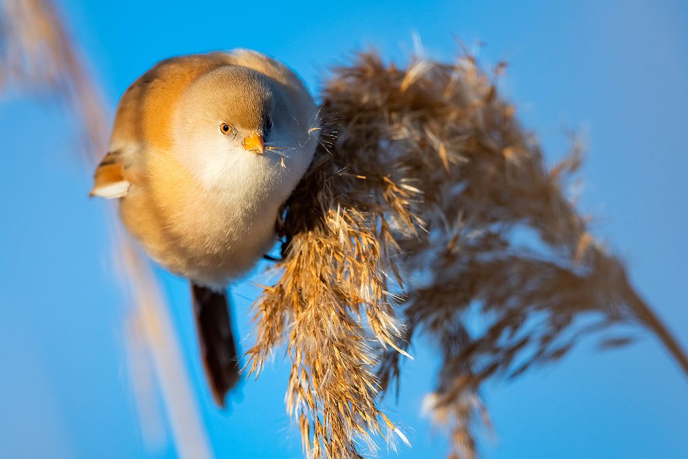 Усатая синица (Panurus biarmicus).