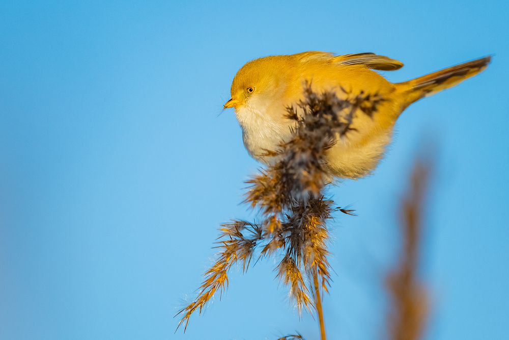 Усатая синица (Panurus biarmicus).