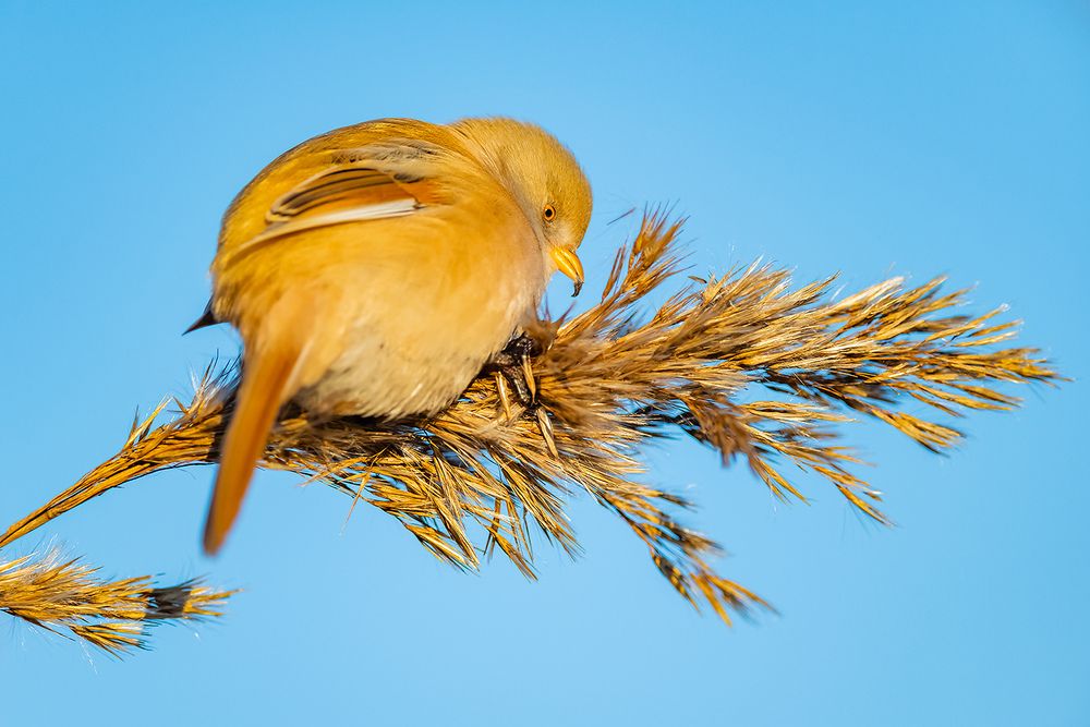 Усатая синица (Panurus biarmicus).