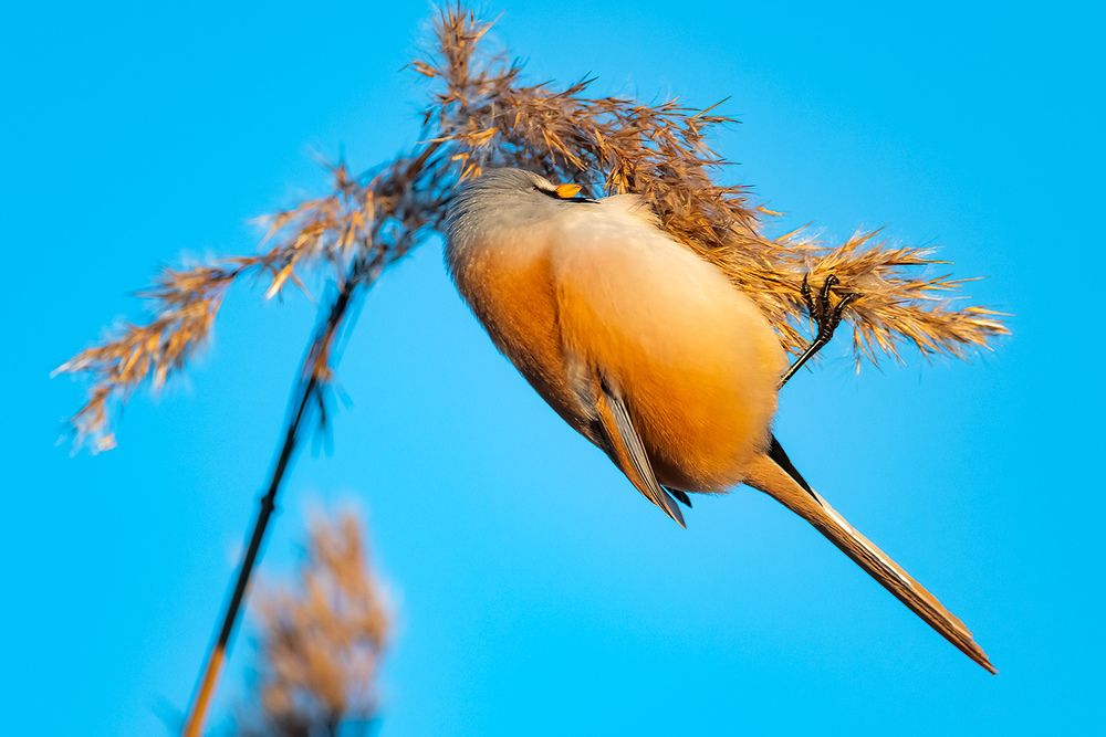 Усатая синица (Panurus biarmicus).