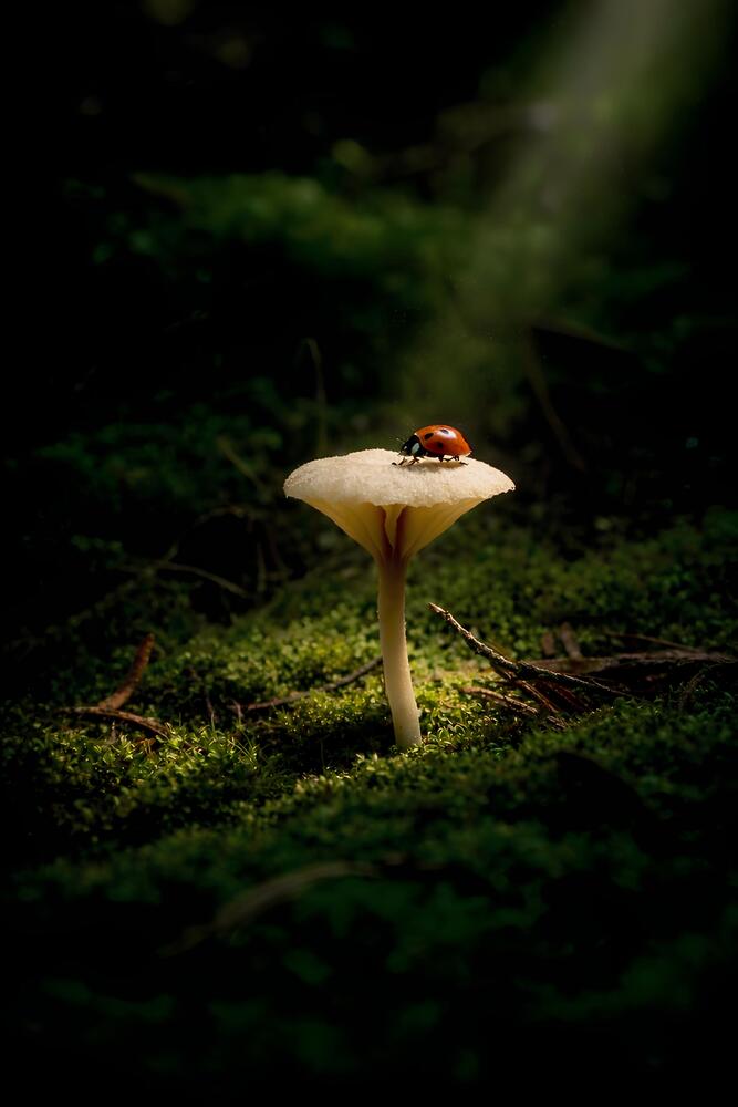 Photo 2967669
