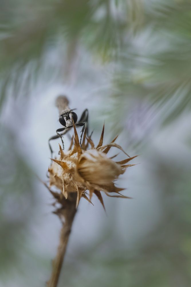 Prionyx kirbii