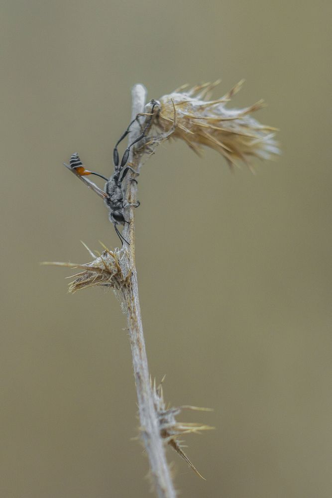 Prionyx kirbii