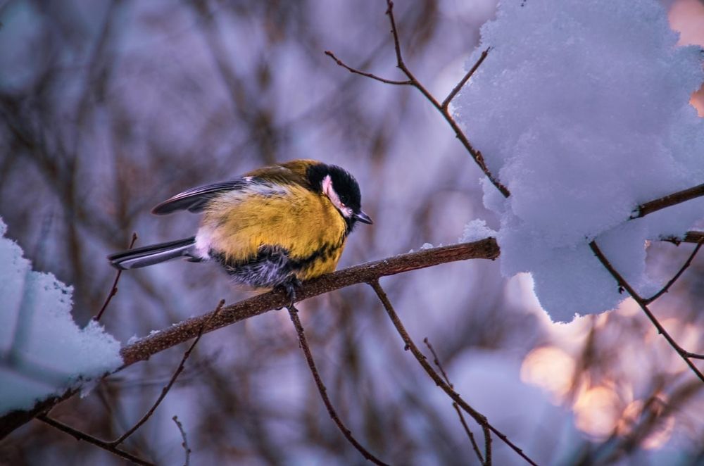 Photo 2968588