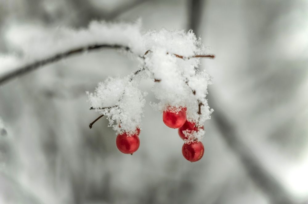 Photo 2968591
