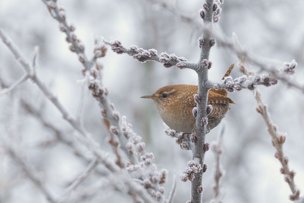 Крапивник (Troglodytes troglodytes)