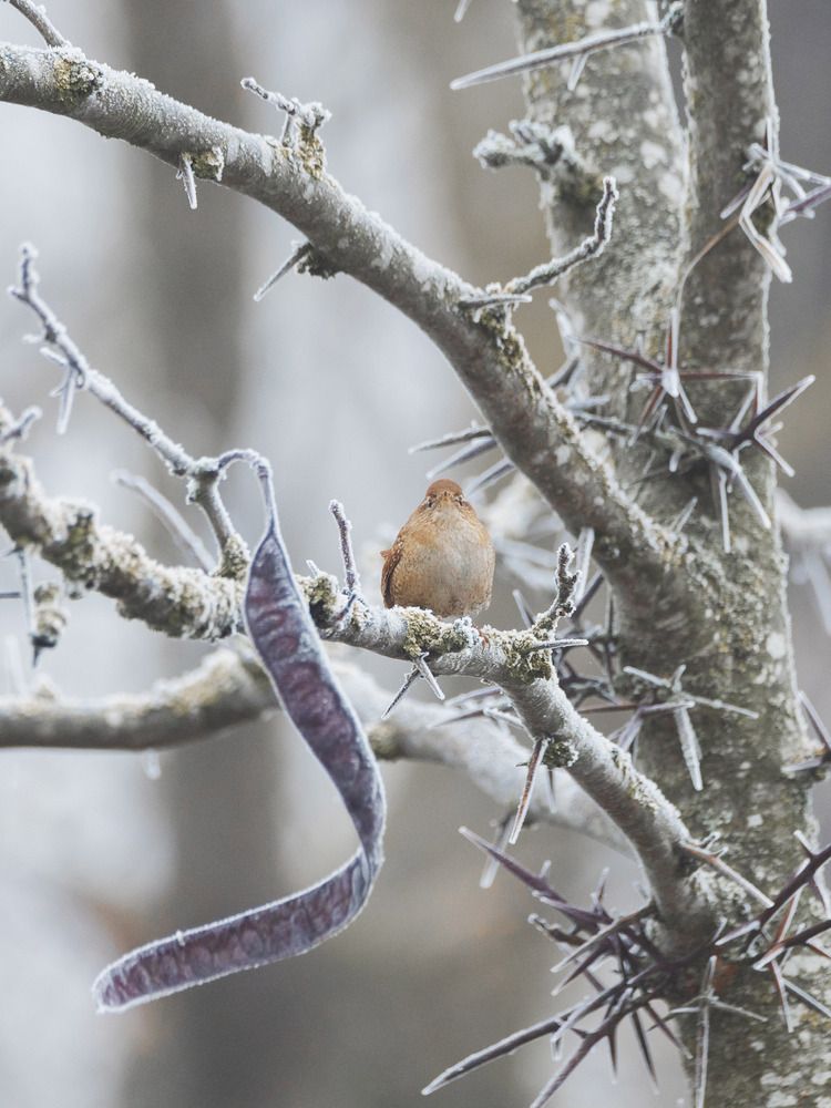 Крапивник (Troglodytes troglodytes)