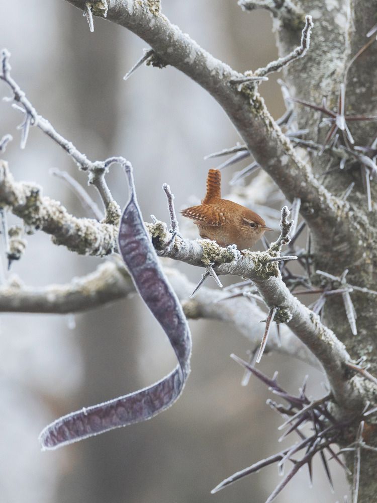 Крапивник (Troglodytes troglodytes)