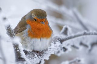 В теплое время года мне никак не удавалось сфотографировать зарянку, а тут зима и пожалуйста☺ Пришла я на кормушки - покормить пернатых, зима в этом году очень морозная и снежная, это уже непривычно даже, зимой снег и холодно прям чудеса чудесные? И тут я смотрю зарянка скачет по веткам, я за ней, она от меня, я подумала: ну и ладно, пойду кормить привычных синиц и компанию. А зарянка-то полетела за мной, проверила все кормушки, в которые я насыпала еды и даже немного попозировала?