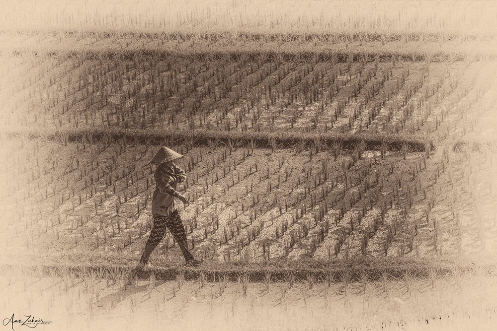 The Farmers