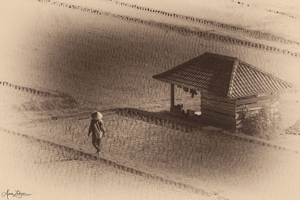 The Farmers