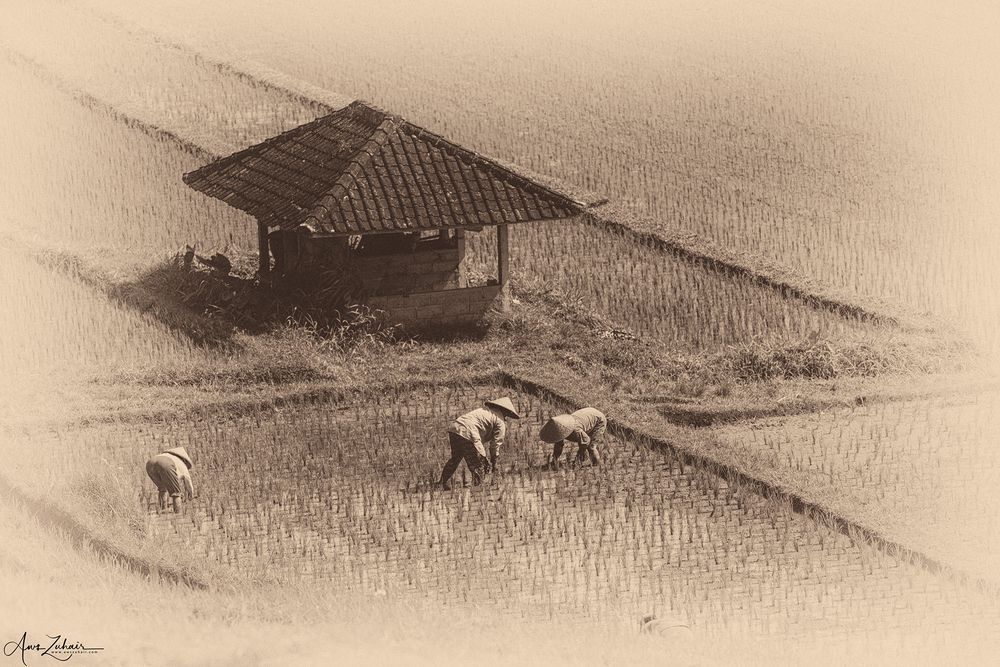 The Farmers