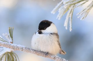 Пухляк или буроголовая гаичка