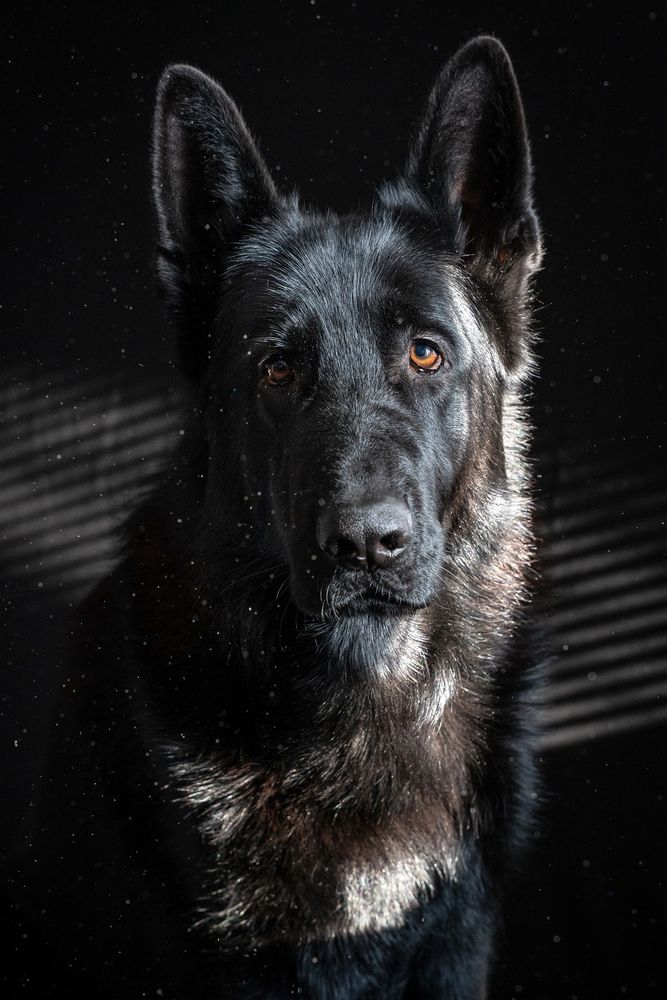 Хантер