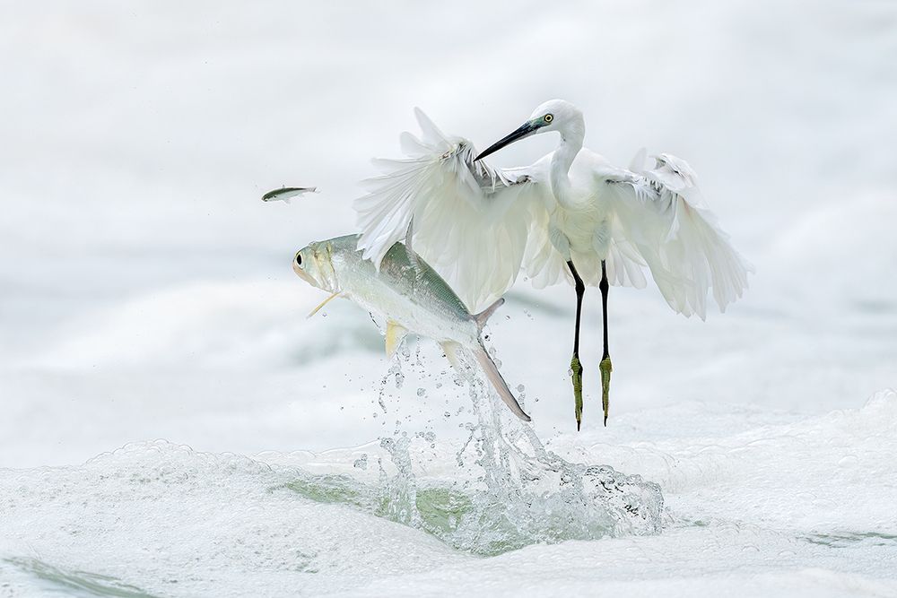 The Epic of Survival in the Waves &mdash;&mdash;The life struggle between egrets and fish