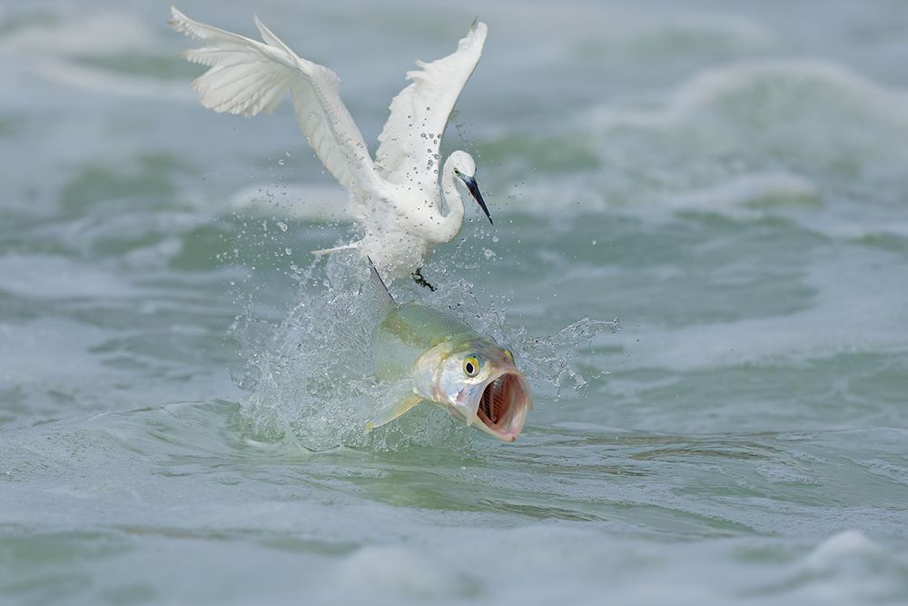 The Epic of Survival in the Waves &mdash;&mdash;The life struggle between egrets and fish