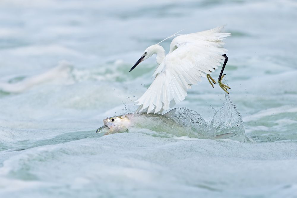The Epic of Survival in the Waves &mdash;&mdash;The life struggle between egrets and fish