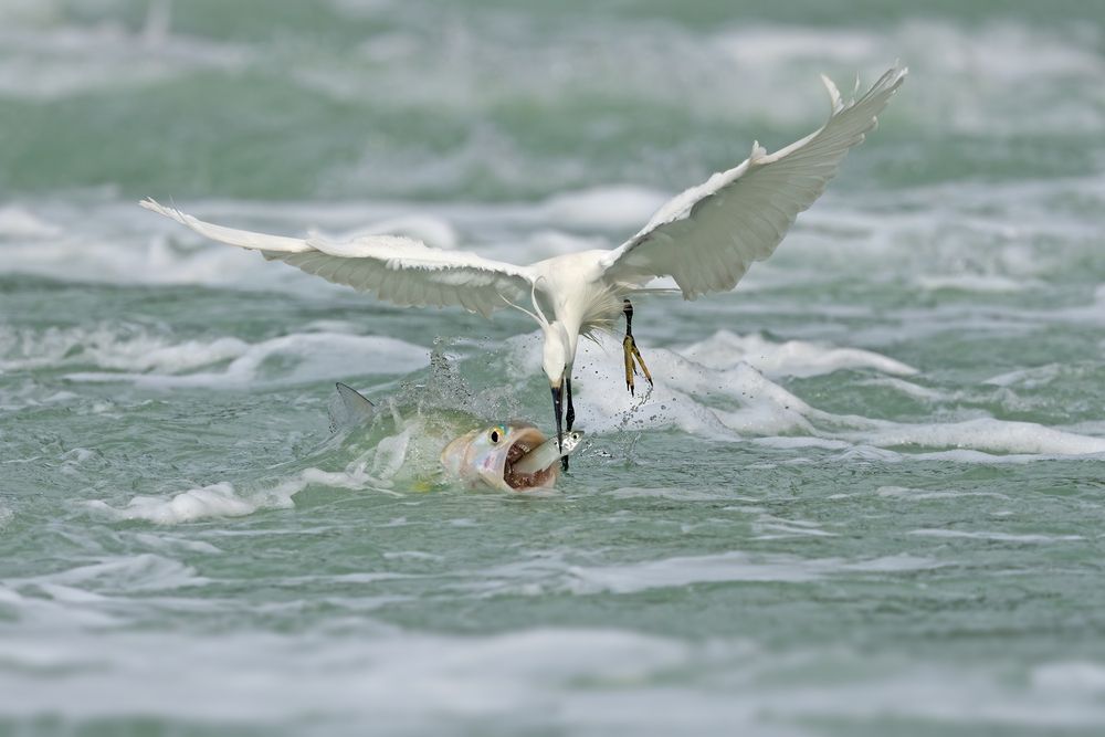 The Epic of Survival in the Waves &mdash;&mdash;The life struggle between egrets and fish