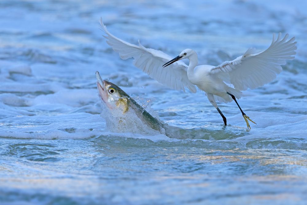 The Epic of Survival in the Waves &mdash;&mdash;The life struggle between egrets and fish