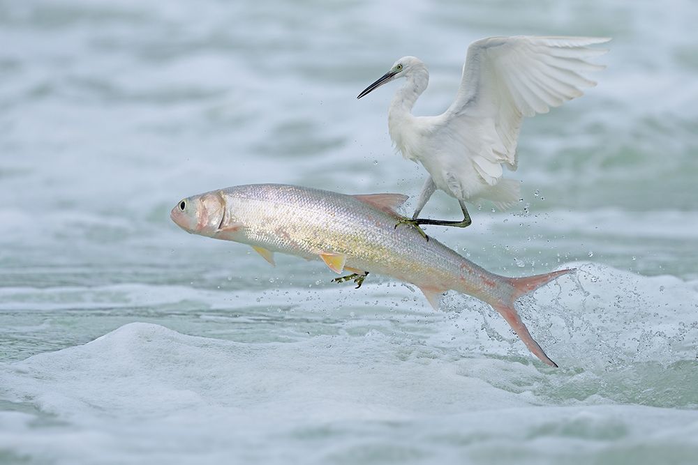 The Epic of Survival in the Waves &mdash;&mdash;The life struggle between egrets and fish
