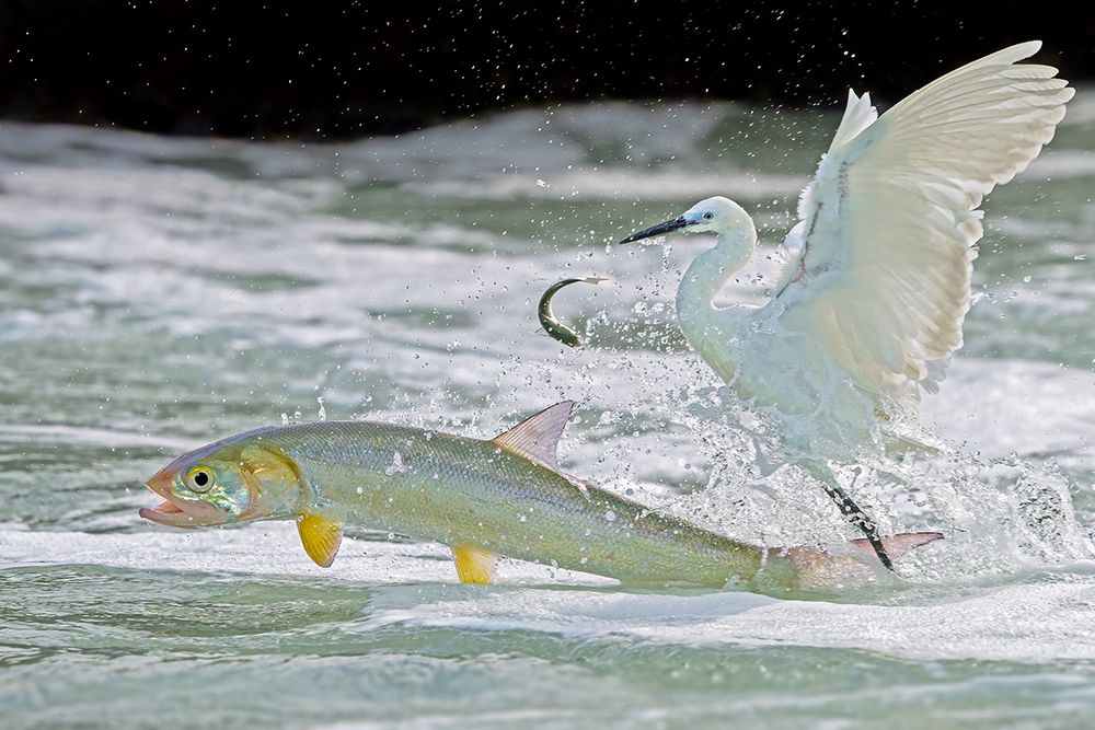 The Epic of Survival in the Waves &mdash;&mdash;The life struggle between egrets and fish