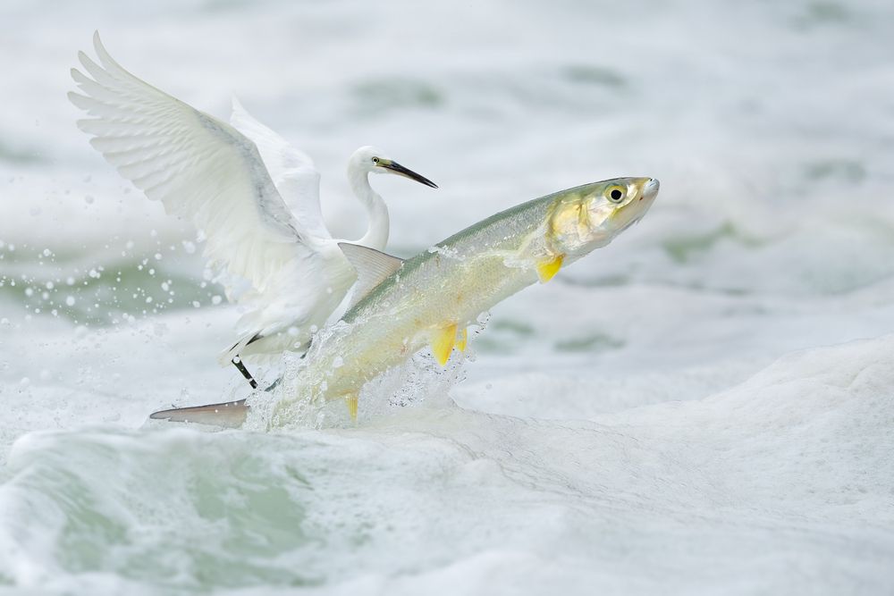 The Epic of Survival in the Waves &mdash;&mdash;The life struggle between egrets and fish