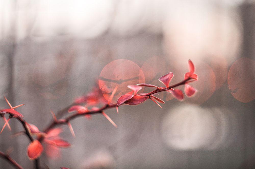 Photo 2973536