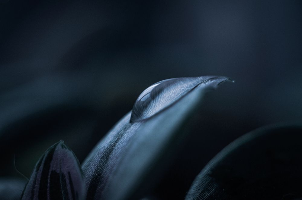 Photo 2973540