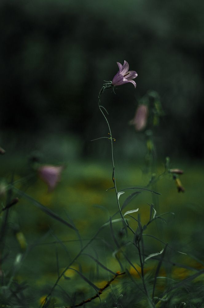 Photo 2973545