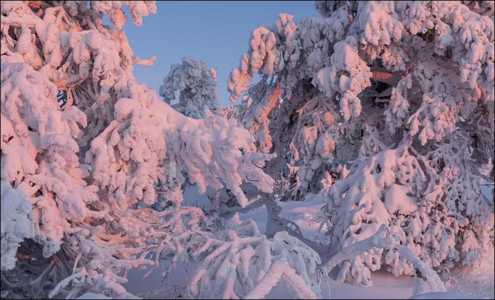 В розовых кораллах сосен