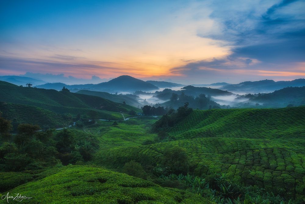 Cameron Highlands