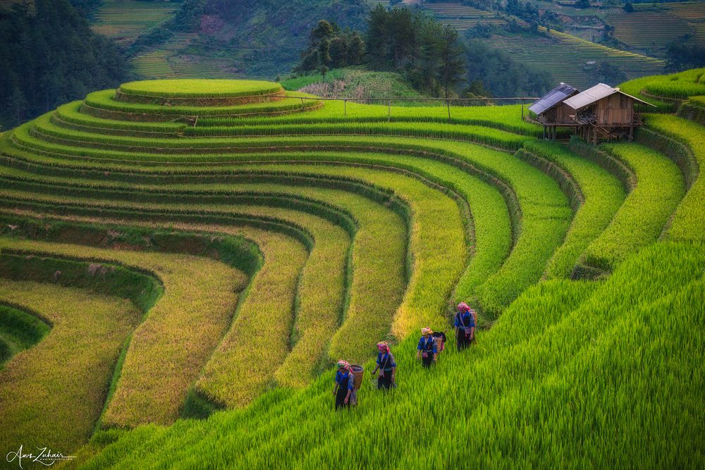 Mu Cang Chai