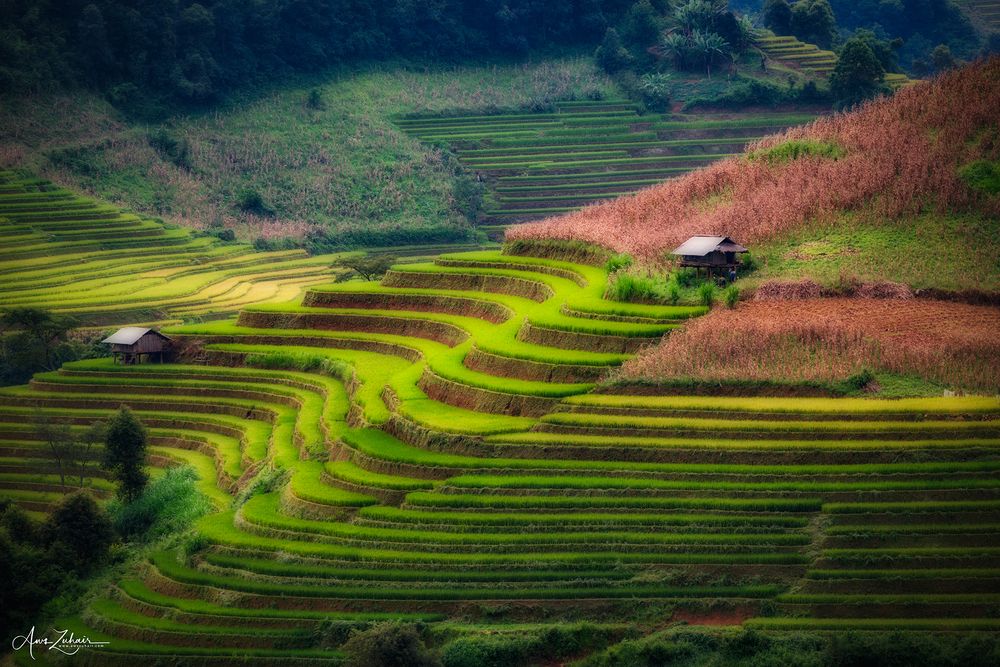 Mu Cang Chai