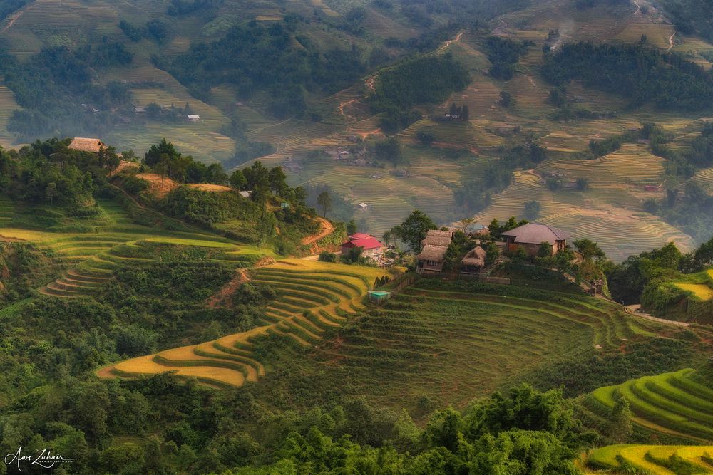 Sa Pa Rice Field