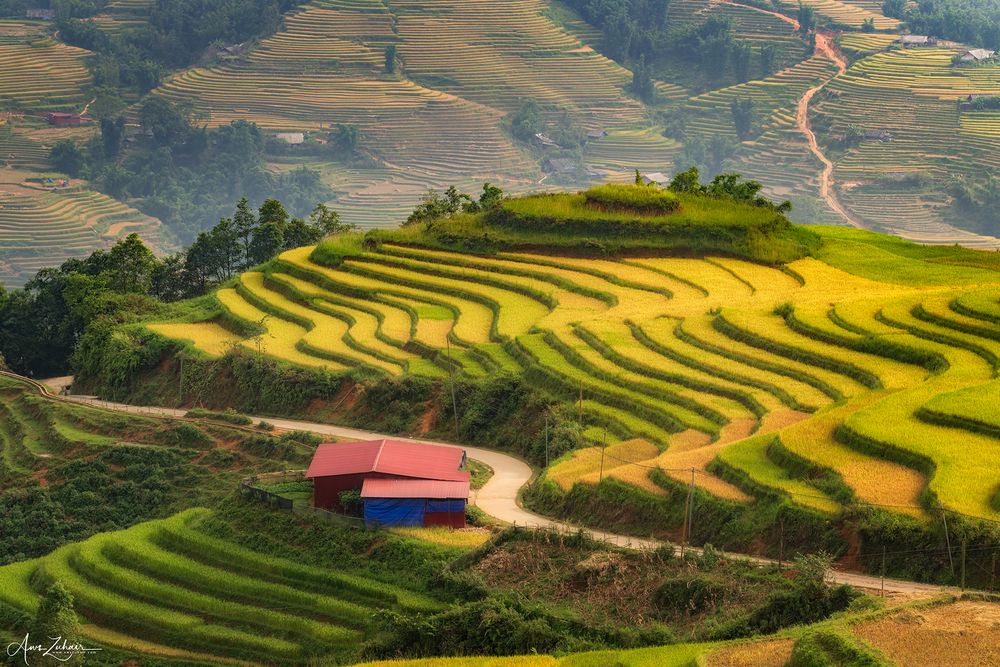 Sa Pa Rice Field