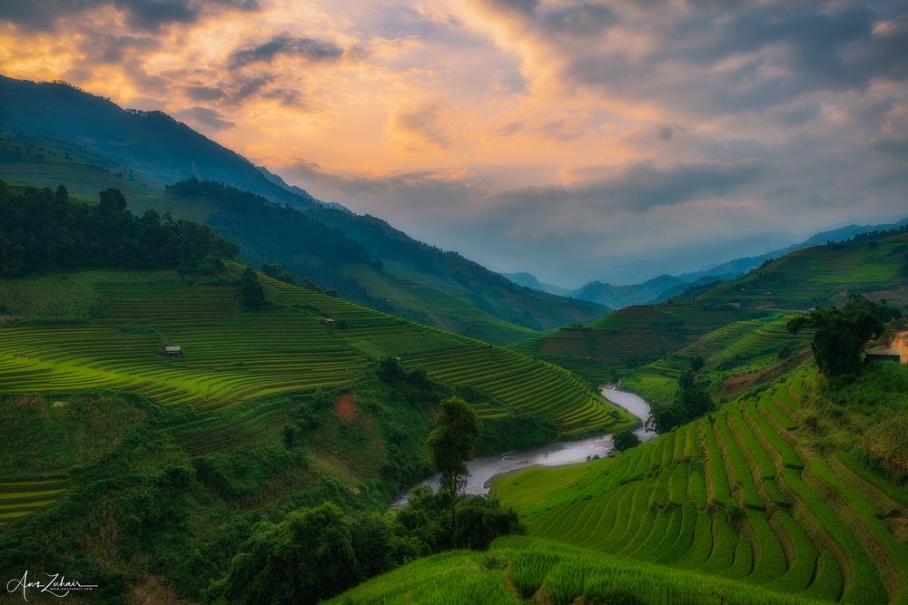 Sa Pa Rice Field