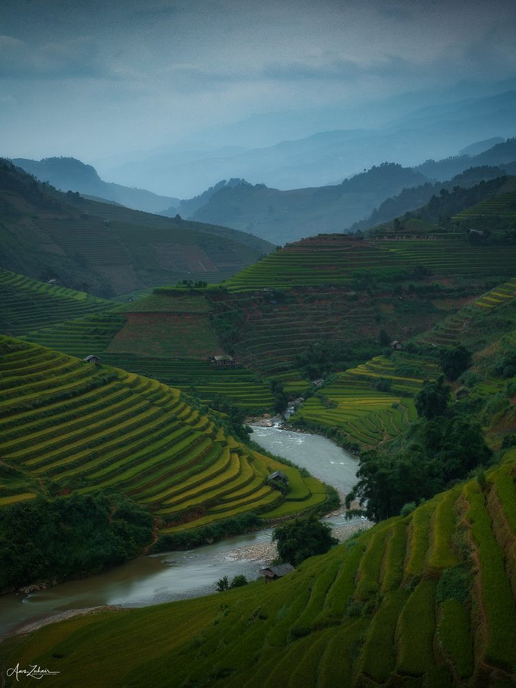 Sa Pa Rice Field
