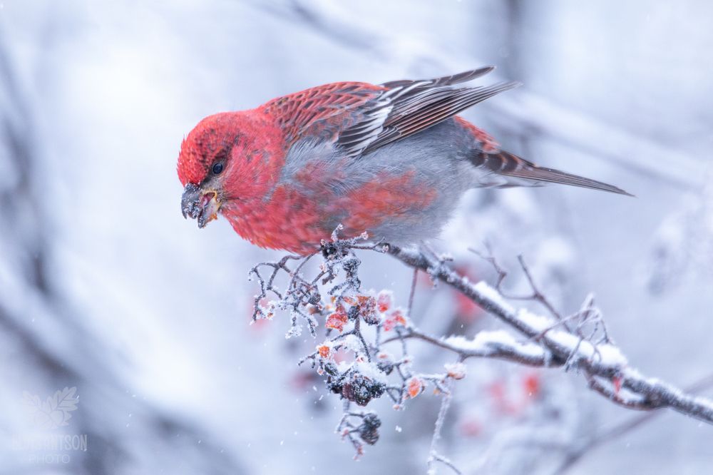 Щуры в морозный день.