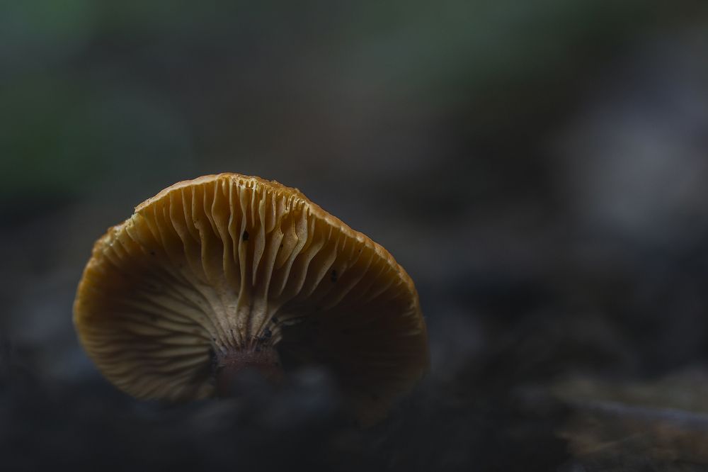 From below