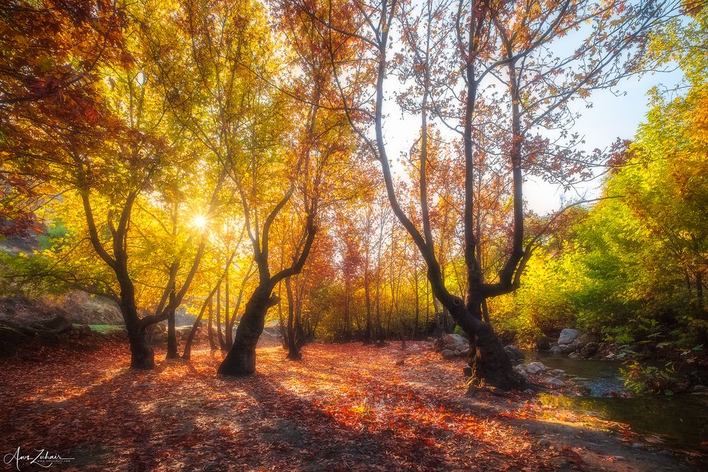 Autumn Vibe