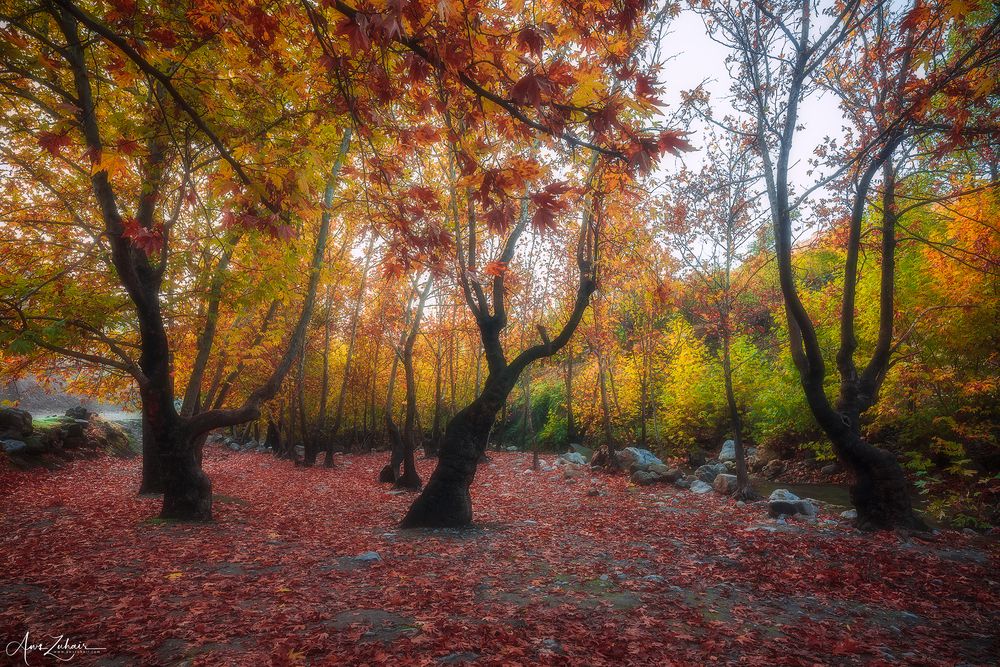Autumn Vibe