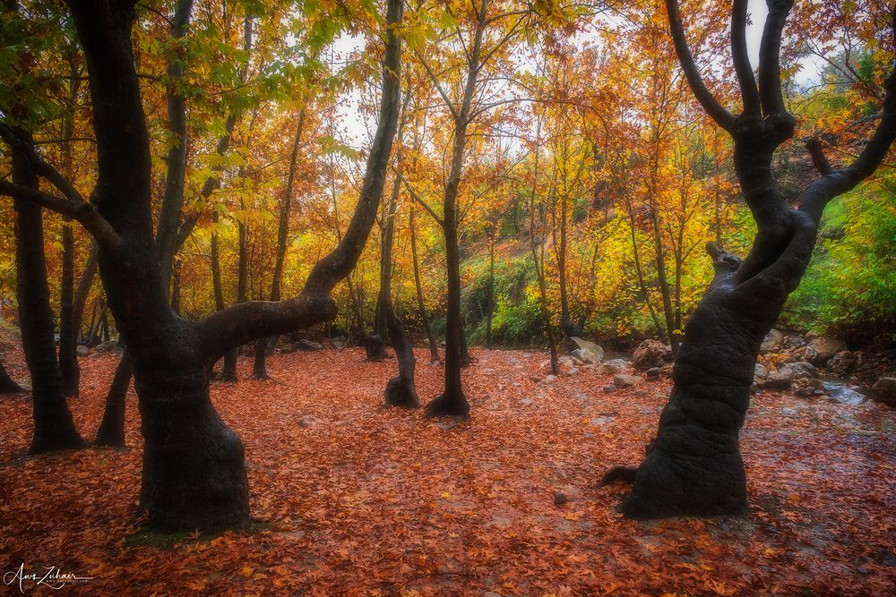Autumn Vibe